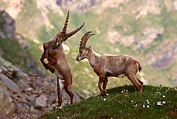 Stambecchi nel Parco Nazionale del Gran Paradiso.jpg