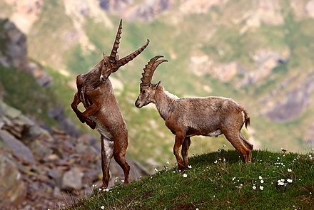 National parks often allow protected species to flourish. Pictured are Alpine ibexes (Capra ibex) in the Gran Paradiso National Park, Piedmont, Italy. The Ibex population increased tenfold since the area was declared a national park in 1922.