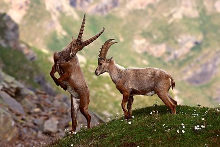 Stambecchi nel Parco Nazionale del Gran Paradiso