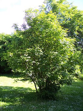 Клекачка перистая (Staphylea pinnata). Общий вид растения.