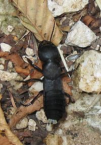 (Ocypus olens)