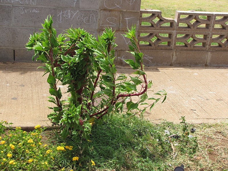 File:Starr-090806-4088-Celosia sp-fasciated habit-Kahului-Maui (24676393390).jpg