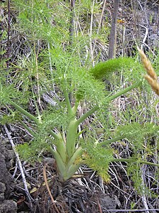 Inuhu (Foeniculum vulgare)