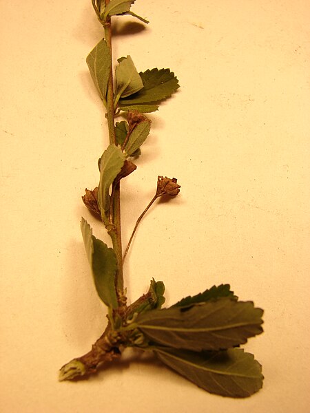 File:Starr 090121-1103 Sida rhombifolia.jpg