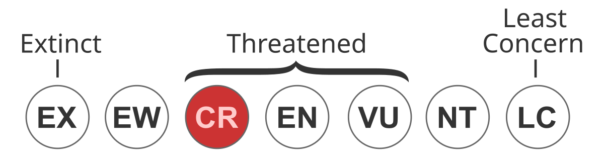 ファイル Status Iucn3 1 Cr Svg Wikipedia