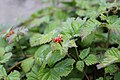 Steinbeere (Rubus saxatilis) 2.jpg