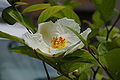 Japaninkesäkamelia (Stewartia pseudocamellia)