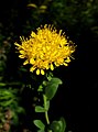 Oligoneuron rigidum var. rigidum flower close up