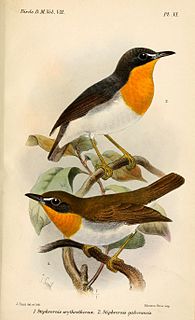 Western forest robin species of bird