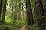 Stout Memorial Grove dans le parc d'État Jedediah Smith Redwoods en 2011 (16).JPG