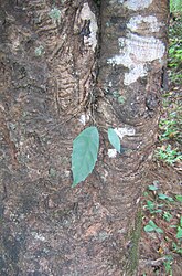 A strangler fig sapling starts to grow on a tree. Roots can be seen