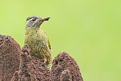 Streak-throat Woodpecker female*.jpg