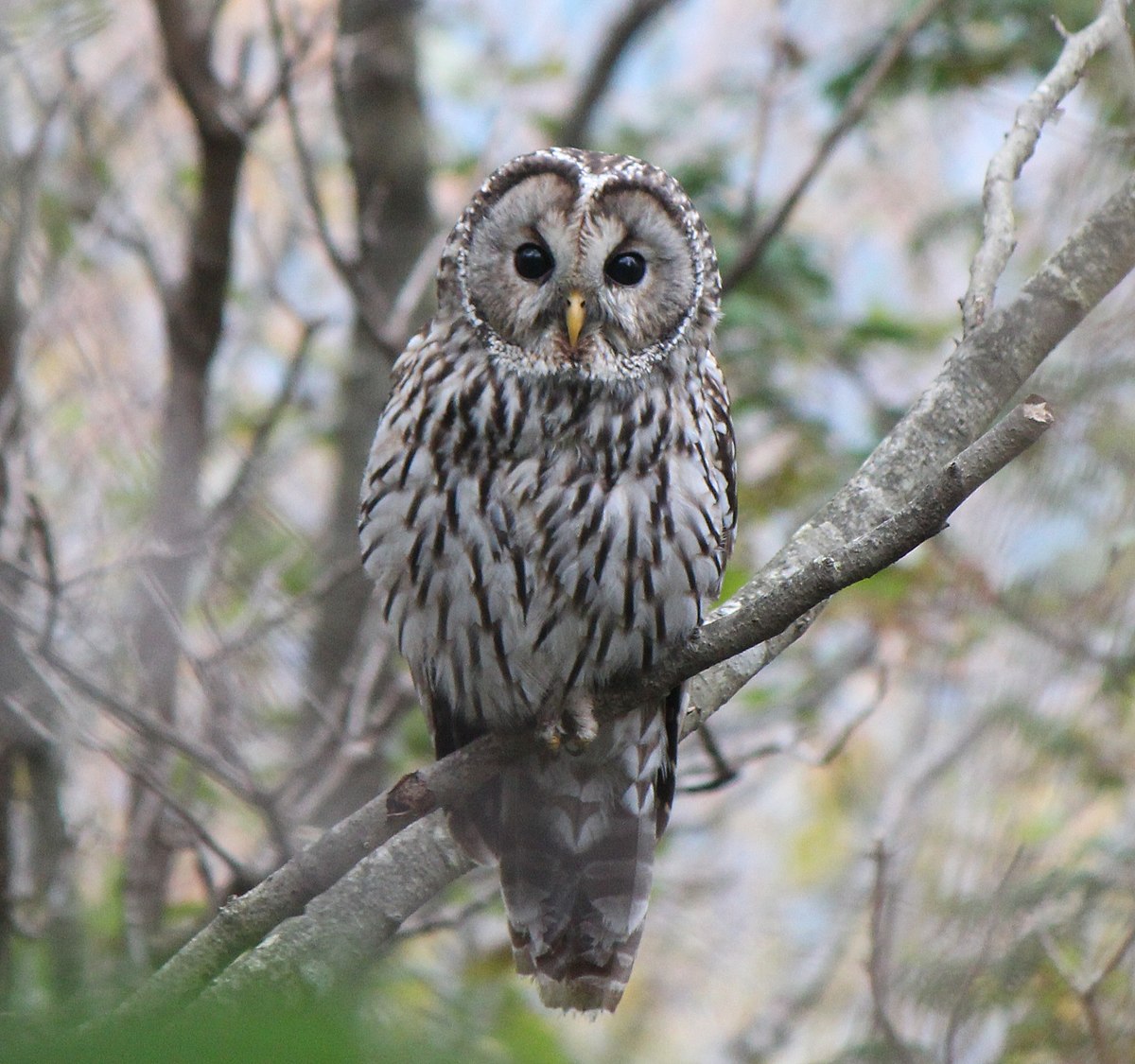 File Strix Uralensis 0a1 Jpg Wikimedia Commons