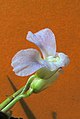 Fleur de Stromanthe tonckat