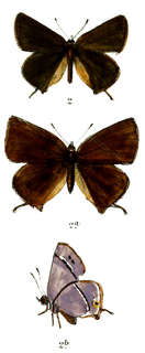 Satyrium sassanides