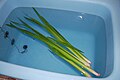 日本5月5日儿童节这一天，全家用菖蒲水洗热水澡，祛灾除病。