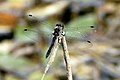 Sympetrum danae