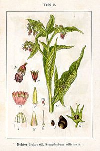 Symphytum officinale Sturm11009.jpg