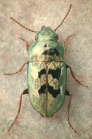<i>Systolosoma breve</i> Species of beetle