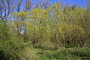 Naturschutzgebiet und Naturdenkmal "Tümpel an der Fliede"