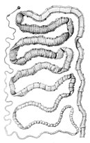 Pork tapeworm, an intestinal parasite transmitted via human faeces to pigs, and back to humans via inadequately-cooked meat Taenia solium.jpg