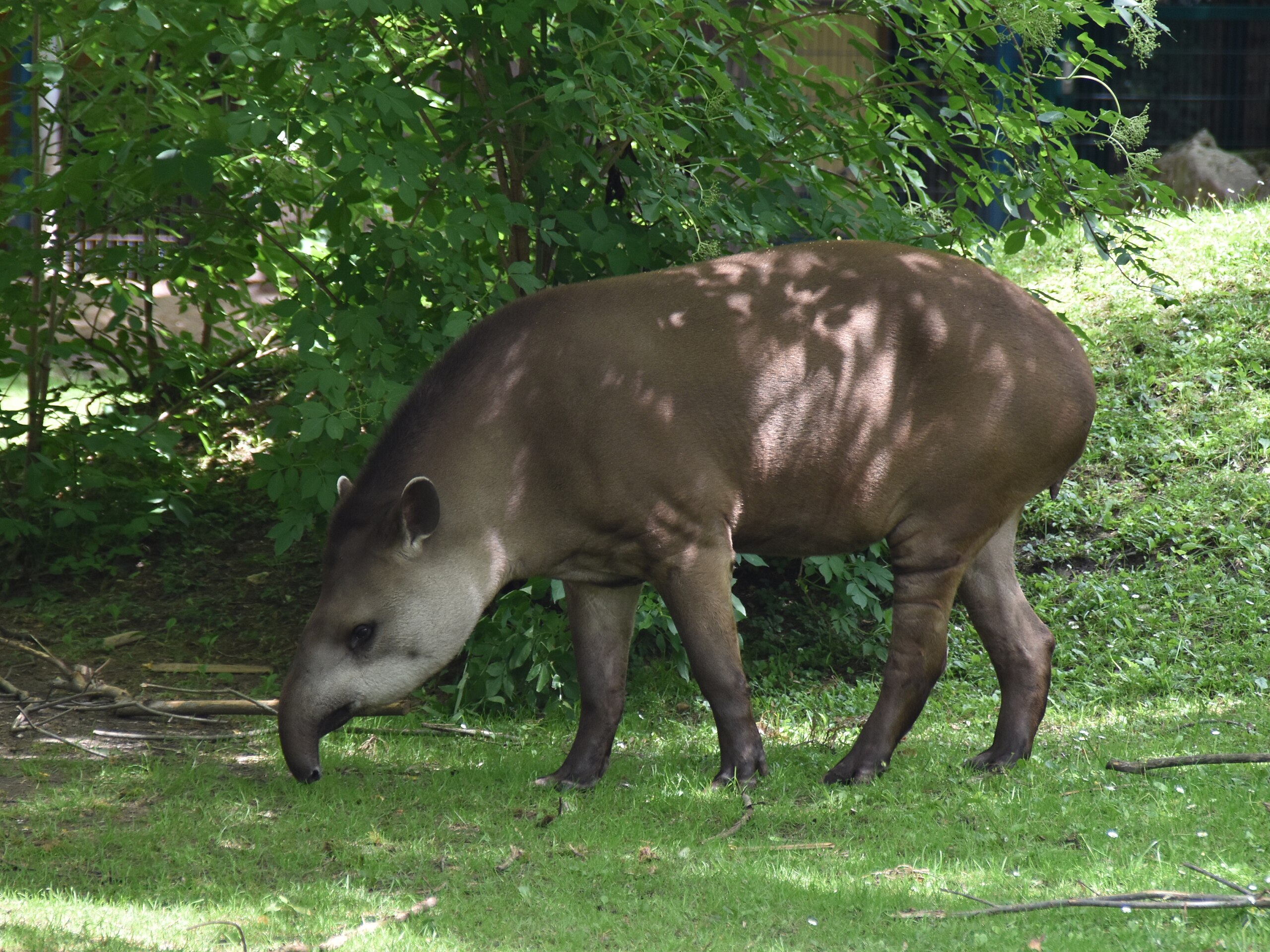 tapir sobre pasto