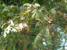 Feuilles très échancrées et duveteuses