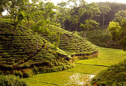 A tea garden in Bangladesh