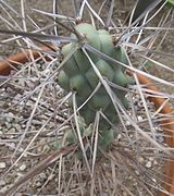 Tephrocactus aoracanthus