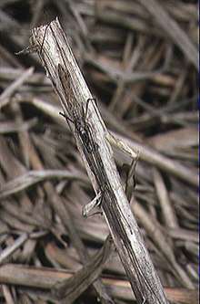 Tetragnatha.mandibulata.female.1.-.tanikawa.jpg