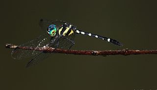 <i>Tetrathemis yerburii</i> Species of dragonfly