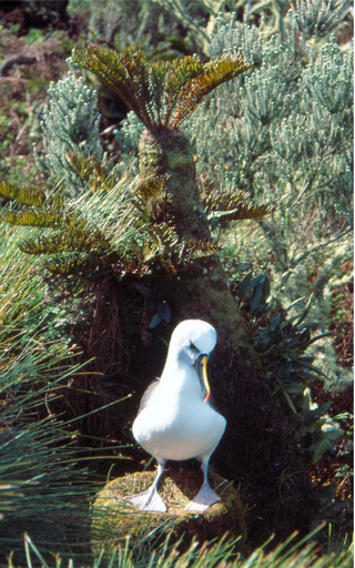 <span class="mw-page-title-main">Atlantic yellow-nosed albatross</span> Large seabird from the south Atlantic