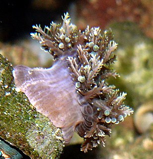 <i>Thalassianthus</i> Genus of sea anemones