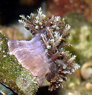 <i>Thalassianthus aster</i> Species of sea anemone