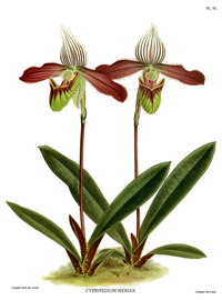 plate 95 Cypripedium × Meirax Paphiopedilum cultivars