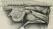 Miniatura Pochwa (anatomia)