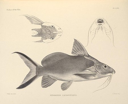 Synodontis_frontosus