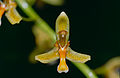 Coelogyne blumea