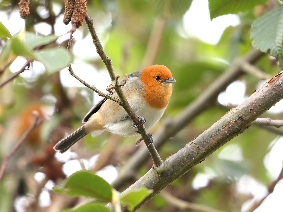 Thlypopsis pectoralis - Brown-flanked Tanager; Huanuco， Peru.jpg