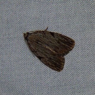 <i>Balsa tristrigella</i> Species of moth