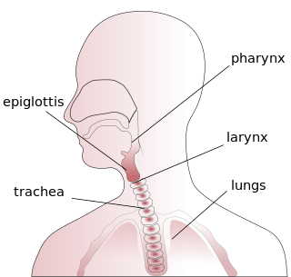 Throat anterior part of the neck, in front of the vertebral column