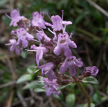 Название богородской травы. Чабрец растение. Тимьян ползучий (Thymus serpyllum). Тимьян ползучий (Thymus serpyllum 'Magic Carpet'). Majcina Dusica.