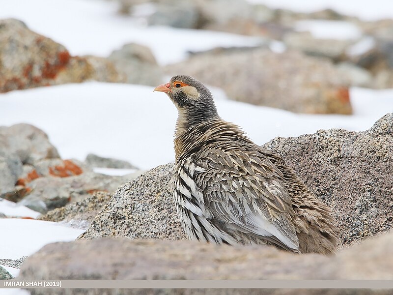 File:Tibetan Snowcock (Tetraogallus tibetanus) (49178458247).jpg