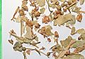 Tiliae flos (dried flowers)