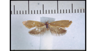 <i>Tingena amiculata</i> Species of moth, endemic to New Zealand