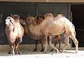 Trampeltier Camelus bactrianus Tierpark Hellabrunn-1.jpg