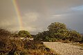 * Nomination A double rainbow near a tree near Kona's Keahole Point and near the shore. --Relativity 01:20, 8 August 2023 (UTC) * Promotion  Support Good quality to me. -- Ikan Kekek 01:55, 9 August 2023 (UTC)
