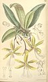 Trichocentrum tigrinum plate 7380 in: Curtis's Bot. Magazine (Orchidaceae), vol. 120, (1894)
