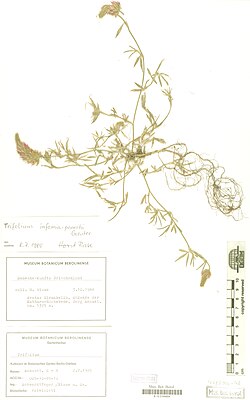 Herbarium evidence Trifolium infamia-ponertii, Botanical Garden and Botanical Museum Berlin