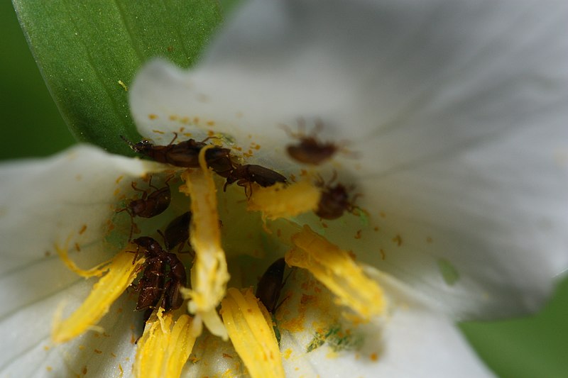 File:Trillium ovatum 1844.JPG